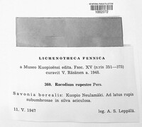 Racodium rupestre image